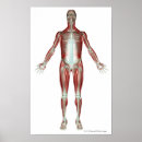 Recherche de muscle humain posters Personnes