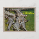 Search for gators postcards Dangerous