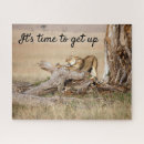 Search for big lion puzzles Animal