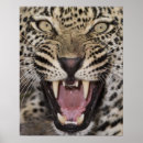 Search for aggression art Nature