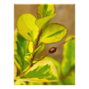 Recherche de de coccinelle posters Pour tous