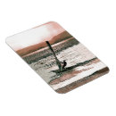 Recherche de planche magnets Planche à voile