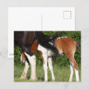 Search for horse sports postcards Cute