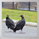 Recherche de rapaces posters Photographie de la faune