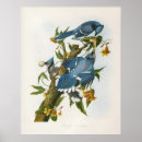 Recherche de audubon birds posters Victorian