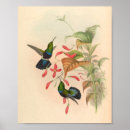 Search for hummingbirds art Black