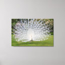 Search for display canvas prints Superstock