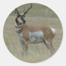 Search for horned stickers Antelope