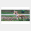 Search for cute chihuahua stickers Tiny