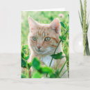 Search for green eyes cards Nature