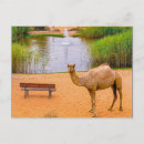 Recherche de dromadaire cartes postales Faune