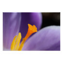 Search for saffron posters Crocus