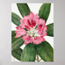Search for rhododendron art Botanical