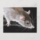 Search for rat postcards Funny