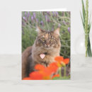 Search for tortoiseshell cards Photography