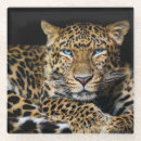 Search for zoo coasters Wildlife