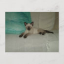 Search for siamese postcards Kitten