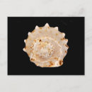 Search for shell postcards Marine