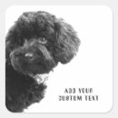 Recherche de caniche noir autocollants Chien