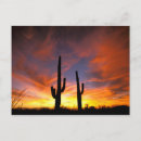 Search for shadow postcards North america