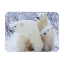 Search for polar bear cub cards Baby