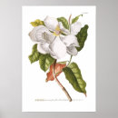 Search for arums posters Botanical