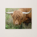 Recherche de vaches des montagnes puzzles Bétail