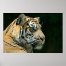 Search for sumatran posters Zoo