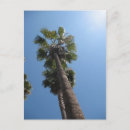 Search for palmtree postcards Palms