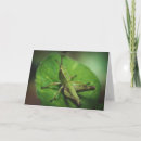 Search for grasshopper cards Nature