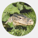 Search for monitor stickers Lizard