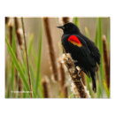 Recherche de aile rouge posters Oiseaux