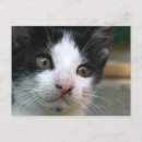 Search for felis postcards Cat