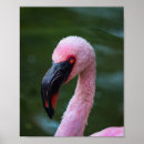 Recherche de plumes roses posters Faune
