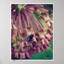 Search for flying insect posters Photography