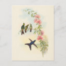 Search for vintage bird paintings postcards Hummingbird