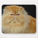 Search for long haired cat electronics Feline
