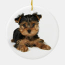 Search for nice ornaments Pet