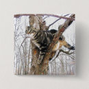 Search for tabby buttons Animal