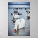 Recherche de cygnes blancs posters Pour eux