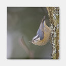 Search for tree trunk magnets Animal
