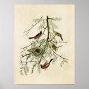 Search for oriole art Audubon