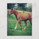 Search for gelding Angelandspot