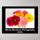 Recherche de fleurs marguerite gerbera art Coloré