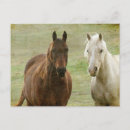 Recherche de cheval de baie cartes postales Photographie