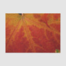 Search for maple leaf tissue paper Nature