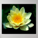 Search for pond plants posters Lily
