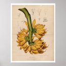 Recherche de vintage botanical posters Drawing