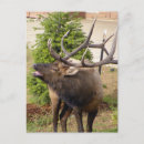 Recherche de bugle cartes postales Wapiti