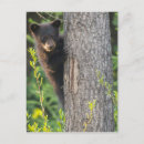 Search for springtime postcards Trees